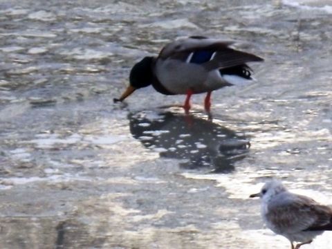 DSCN2532  Anas platyrhynchos,Mallard