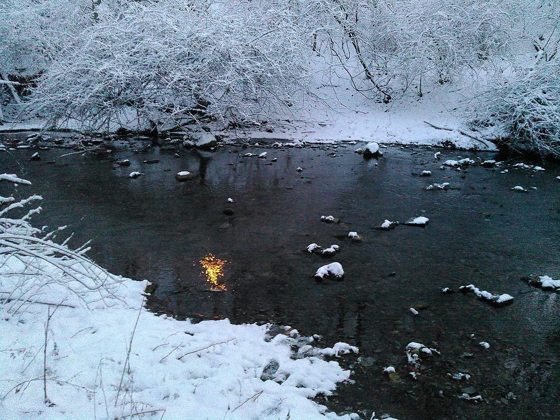 Light Reflected in the Ravine I took this photo at a park near my house. I saw the light from the sun being reflected in the creek, and decided to take a picture of it.<br />
I'm entering this photo in the contest. Creek,Light,Reflection,contest