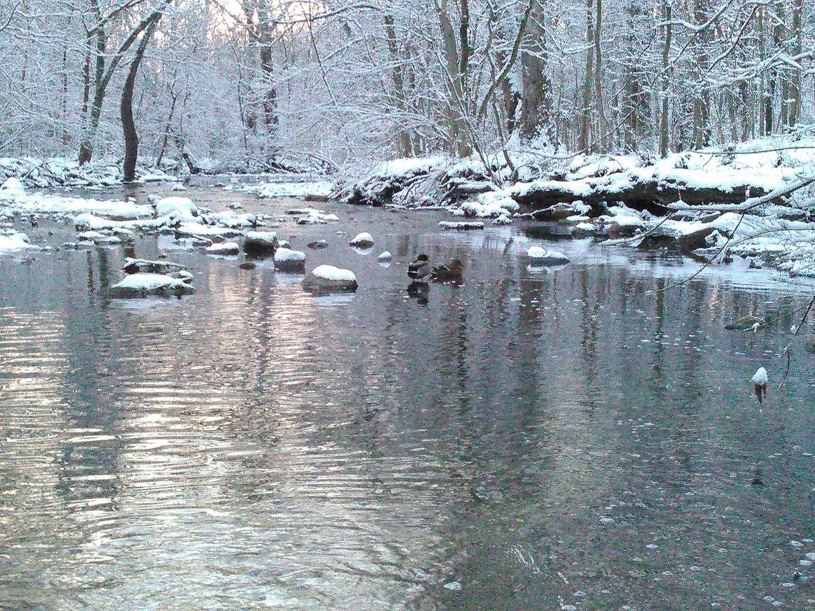 Mallards in the Ravine I saw this pair of mallards in a park near my house, and thought it would make a nice picture.<br />
This photo in the contest. Anas platyrhynchos,Mallard,duck,snow