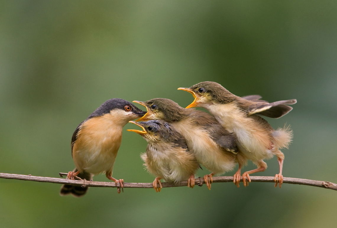 ARUN ASHY PIRNIA FAMILY  Ashy Prinia,Prinia socialis
