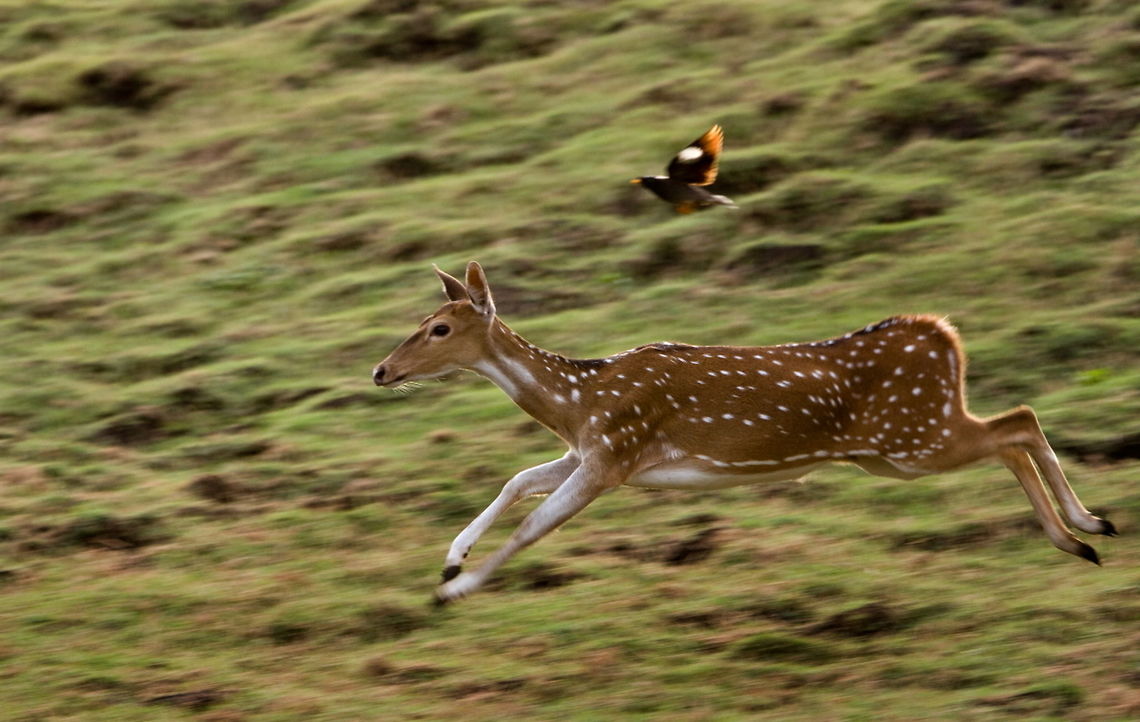 LEAPING_DEER_AT_KABINI  Axis axis,Chital