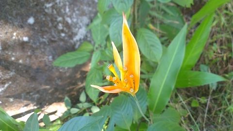 IMAG0489  Heliconia psittacorum,Parrot's Beak