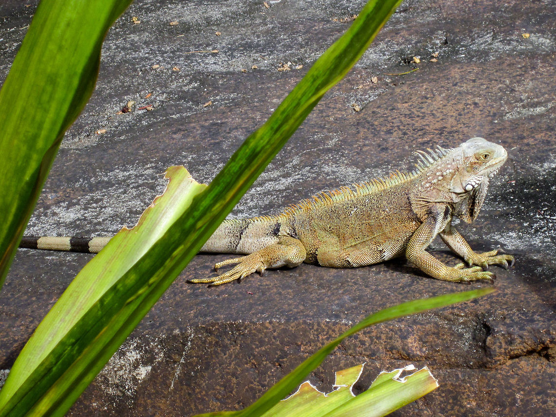 Green Iguana Palm Beach, Aruba. Green iguana,Iguana iguana