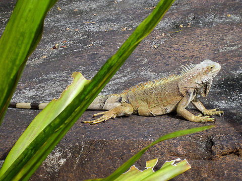 Green Iguana Palm Beach, Aruba. Green iguana,Iguana iguana