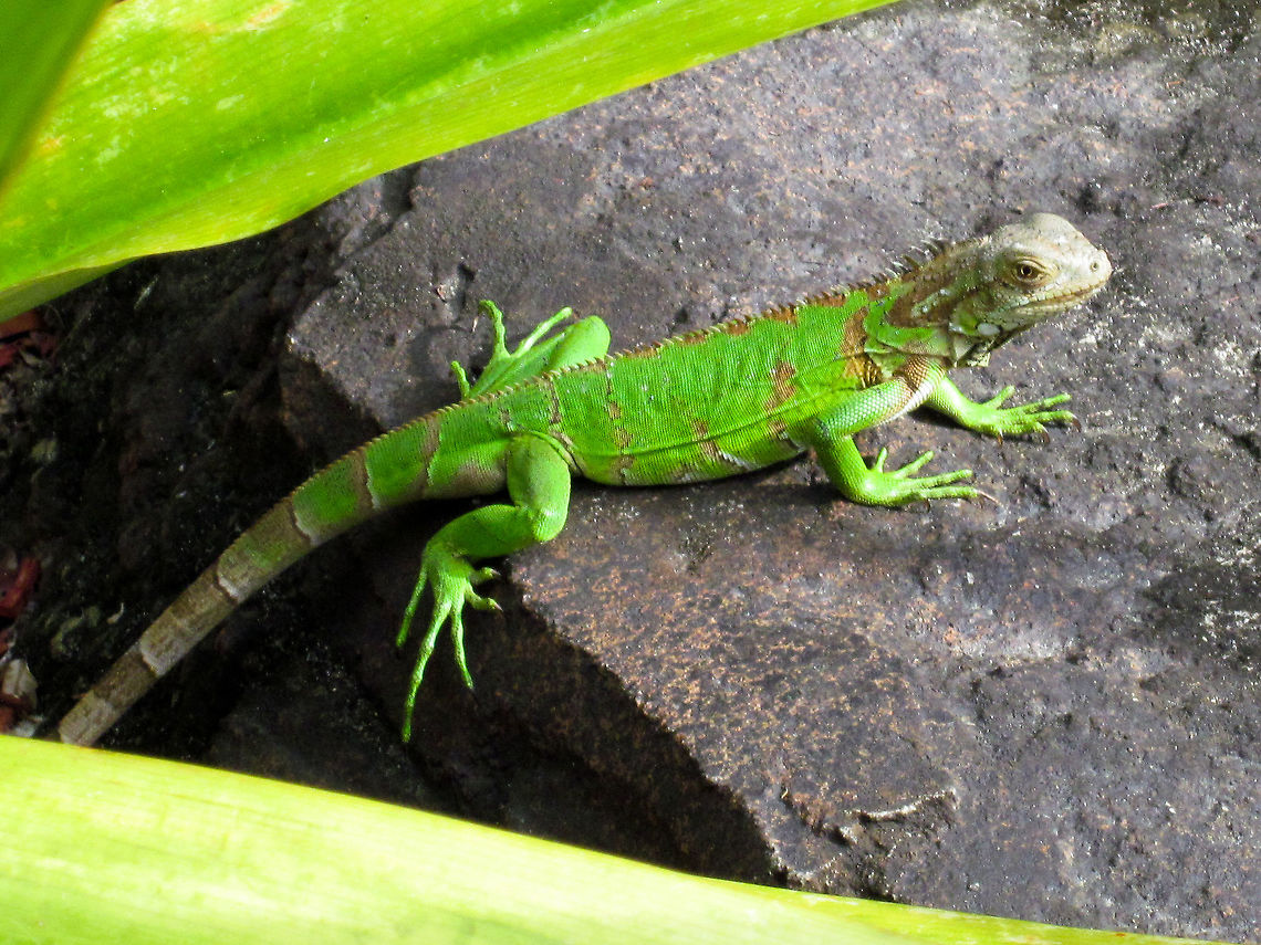 Green Iguana Palm Beach, Aruba. Green iguana,Iguana iguana