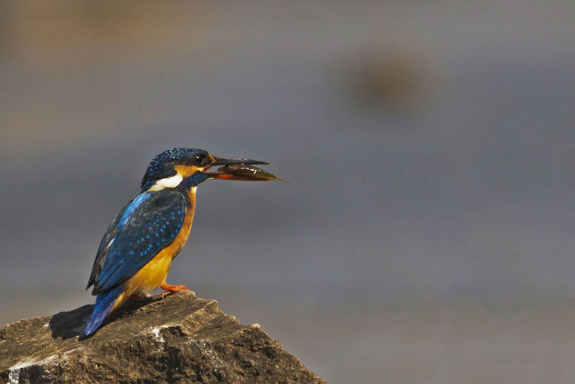 Common Kingfisher The King with a catch...  Alcedo atthis,Bird Photography,Birds,Common Kingfisher,Fall,Geotagged,India,Kingfisher,wildlife