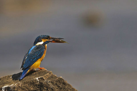 Common Kingfisher The King with a catch...  Alcedo atthis,Bird Photography,Birds,Common Kingfisher,Fall,Geotagged,India,Kingfisher,wildlife