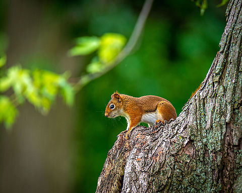 King of the Mountain This little red squirrel bullied away 3 grey squirrels nearly twice his size to get this perch. Enjoy the view!  American red squirrel,Geotagged,Summer,Tamiasciurus hudsonicus,United States