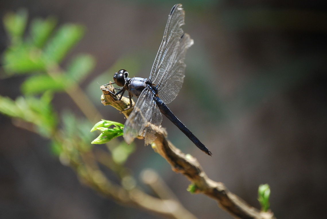 Very tolerant dragonfly I was right on top of this guy with a 2x closeup filter. This image is direct from the camera shot with available light. No post processing was done- Not even cropped. Celithemis verna,Double-ringed Pennant,Geotagged,Summer,United States