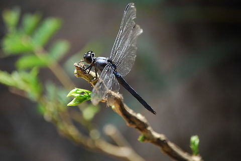Very tolerant dragonfly I was right on top of this guy with a 2x closeup filter. This image is direct from the camera shot with available light. No post processing was done- Not even cropped. Celithemis verna,Double-ringed Pennant,Geotagged,Summer,United States