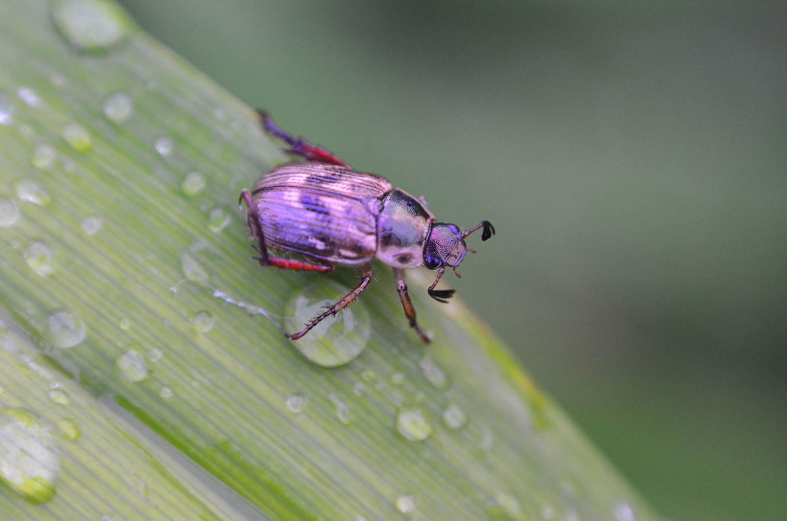 Cute purple bug This was taken with a &#039;Nifty Fifty&#039;, reverse mounted to a D7000.  I was trying to get some cool droplet photos and spotted this little guy out for a stroll on some long grass. Anomala orientalis,Geotagged,Oriental beetle,Summer,United States