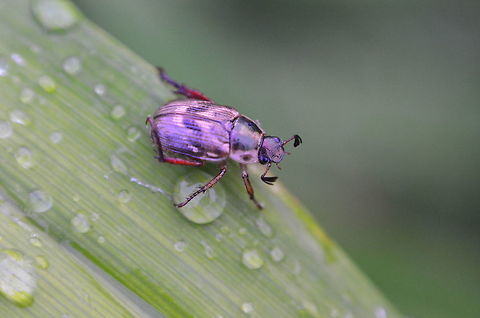 Cute purple bug This was taken with a 'Nifty Fifty', reverse mounted to a D7000.  I was trying to get some cool droplet photos and spotted this little guy out for a stroll on some long grass. Anomala orientalis,Geotagged,Oriental beetle,Summer,United States