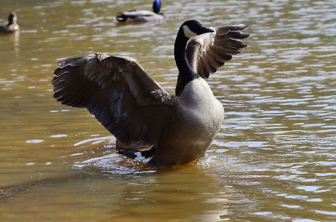 ...and it was THIS BIG! Canada goose on his way north with a layover in Tucker, GA Branta canadensis,Canada goose,Geotagged,United States,Winter