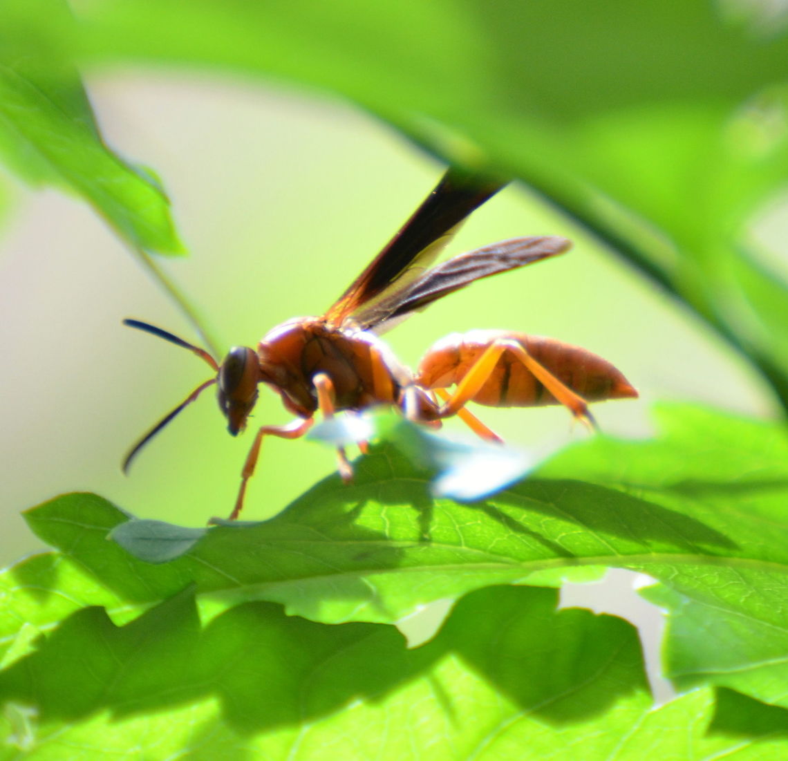 Big angry-looking wasp!  Geotagged,Spring,United States