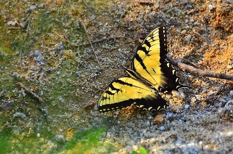 Eastern Tiger Swallowtail This little guy was moving fast and the composition suffered as a result-  The green algae-looking stuff on the left side of the frame is actually foliage in the foreground. Eastern Tiger Swallowtail,Geotagged,Papilio glaucus,Summer