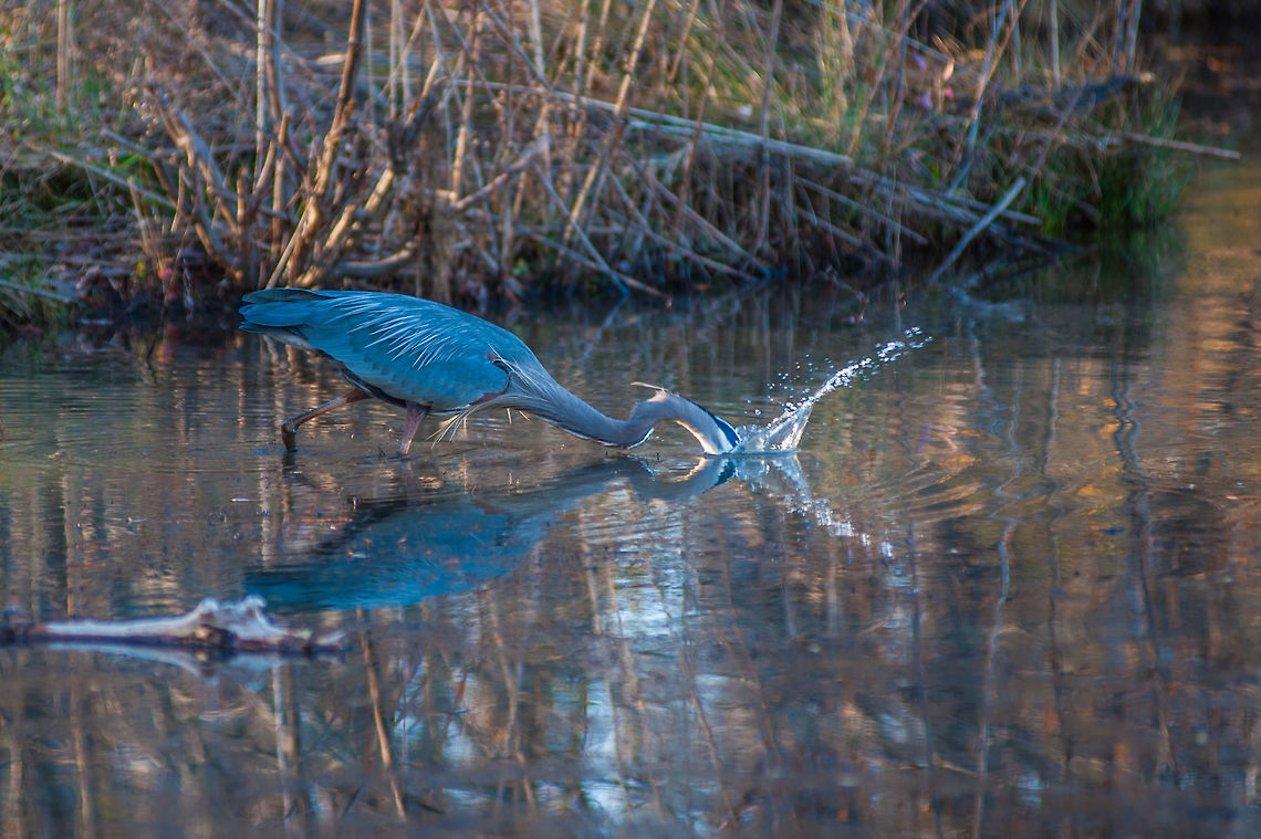 Great Blue Heron A great blue heron takes a stab at dinner at Lawrenceville City Lake in Rhodes Jordan Park in Lawrenceville, GA Ardea herodias,Geotagged,Great blue heron,United States,Winter