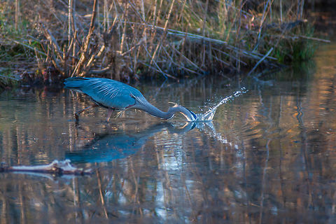 Great Blue Heron A great blue heron takes a stab at dinner at Lawrenceville City Lake in Rhodes Jordan Park in Lawrenceville, GA Ardea herodias,Geotagged,Great blue heron,United States,Winter