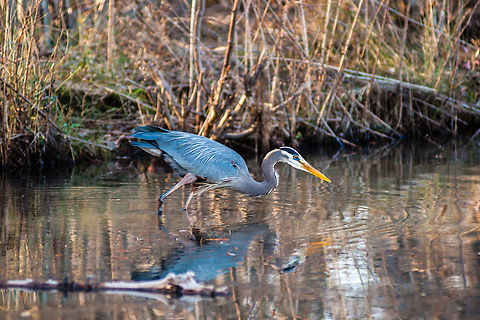 Great Blue Heron Stalking some dinner in Lawrenceville City Lake in Rhodes Jordan Park, Lawrenceville, GA Ardea herodias,Geotagged,Great blue heron,United States,Winter