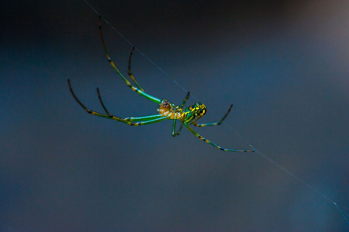 Orchard Orbweaver (Leucauge venusta) This little guy was in the bed of my truck when I happened to have my macro lens handy. They are only about 1cm and fast. I was lucky to get this shot in focus with no tripod. Geotagged,Leucauge venusta,Orchard spider,Spring,United States