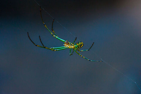 Orchard Orbweaver (Leucauge venusta) This little guy was in the bed of my truck when I happened to have my macro lens handy. They are only about 1cm and fast. I was lucky to get this shot in focus with no tripod. Geotagged,Leucauge venusta,Orchard spider,Spring,United States