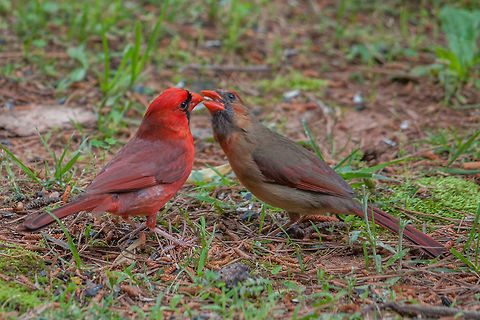 Love is in the air This male northern cardinal is feeding a female, beak to beak, as part of their courtship ritual. This guy went the extra mile to take the seed out of the shell for her. I think he's a keeper. Cardinalis cardinalis,Geotagged,Northern Cardinal,Spring,United States
