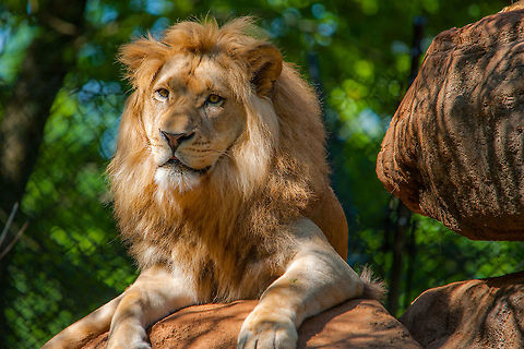 African Lion at Zoo Atlanta This handsome devil is one of three brothers kept here.  He was out getting some sun on a lovely spring day and took some time to pose for his fans. Lion,Panthera leo