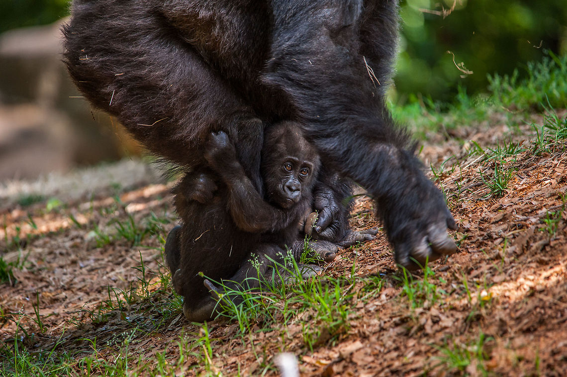 Just along for the ride This infant lowland gorilla hangs on to her mom&#039;s leg as she forages around for munchies. This little cutie was born last September at Zoo Atlanta- Her name is Mijadala, or Mija for short. It translates roughly from Swahili for &quot;chatty&quot; as she is apparently a very vocal girl. Geotagged,Gorilla gorilla gorilla,Spring,United States,Western lowland gorilla