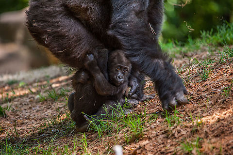 Just along for the ride This infant lowland gorilla hangs on to her mom's leg as she forages around for munchies. This little cutie was born last September at Zoo Atlanta- Her name is Mijadala, or Mija for short. It translates roughly from Swahili for "chatty" as she is apparently a very vocal girl. Geotagged,Gorilla gorilla gorilla,Spring,United States,Western lowland gorilla
