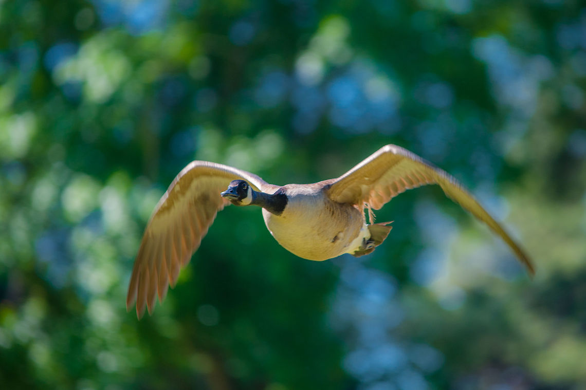 What's our vector, Victor? I was shooting a golf tournament and heard some loud honking behind me- I turned, got focus, and got a few shots off and got lucky with this one.  It always reminds me of the movie, &quot;Airplane!&quot; watching these guys land. :-) Branta canadensis,Canada goose,Geotagged,Spring,United States