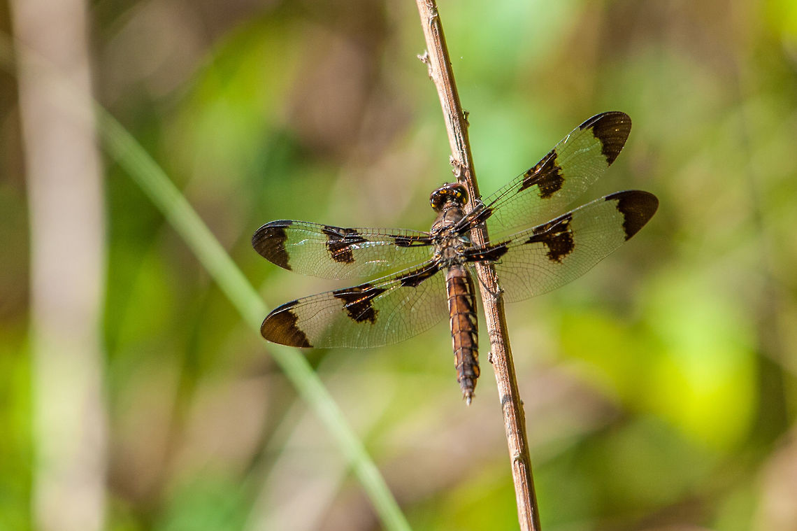 Common Whitetail Skimmer Got this shot out birding at the Stone Mountain Songbird Sanctuary. This is a female. The males of this species develop a white powder on their abdomen and tail, hence the name whitetail. Common Whitetail,Geotagged,Plathemis lydia,Spring,United States