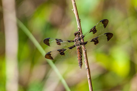 Common Whitetail Skimmer Got this shot out birding at the Stone Mountain Songbird Sanctuary. This is a female. The males of this species develop a white powder on their abdomen and tail, hence the name whitetail. Common Whitetail,Geotagged,Plathemis lydia,Spring,United States