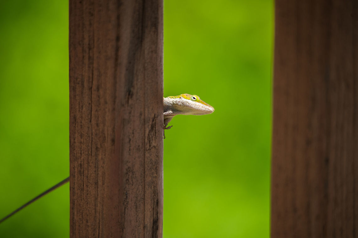 Hide and seek A green anole is being evasive behind some wood deck rails at Toccoa Falls, GA. Anolis carolinensis,Carolina anole,Geotagged,Spring,United States