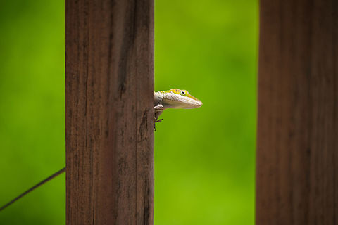 Hide and seek A green anole is being evasive behind some wood deck rails at Toccoa Falls, GA. Anolis carolinensis,Carolina anole,Geotagged,Spring,United States