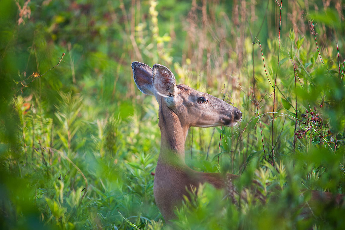 A young whitetail doe Another beautiful distraction while I was out birding in Stone Mountain Park outside Atlanta, GA. If you look closely you will see a fairly large tick on her eye. She was one of 3 I saw that morning but the one I had a clear shot of.<br />
 Geotagged,Odocoileus virginianus,Spring,United States,White-tailed deer