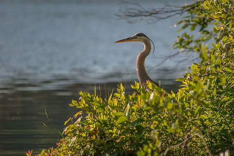 Fish for breakfast Finally a bird on a birding trip to Stone Mountain!  A great blue heron patiently waits for something to enter his striking distance Ardea herodias,Geotagged,Great blue heron,Spring,United States