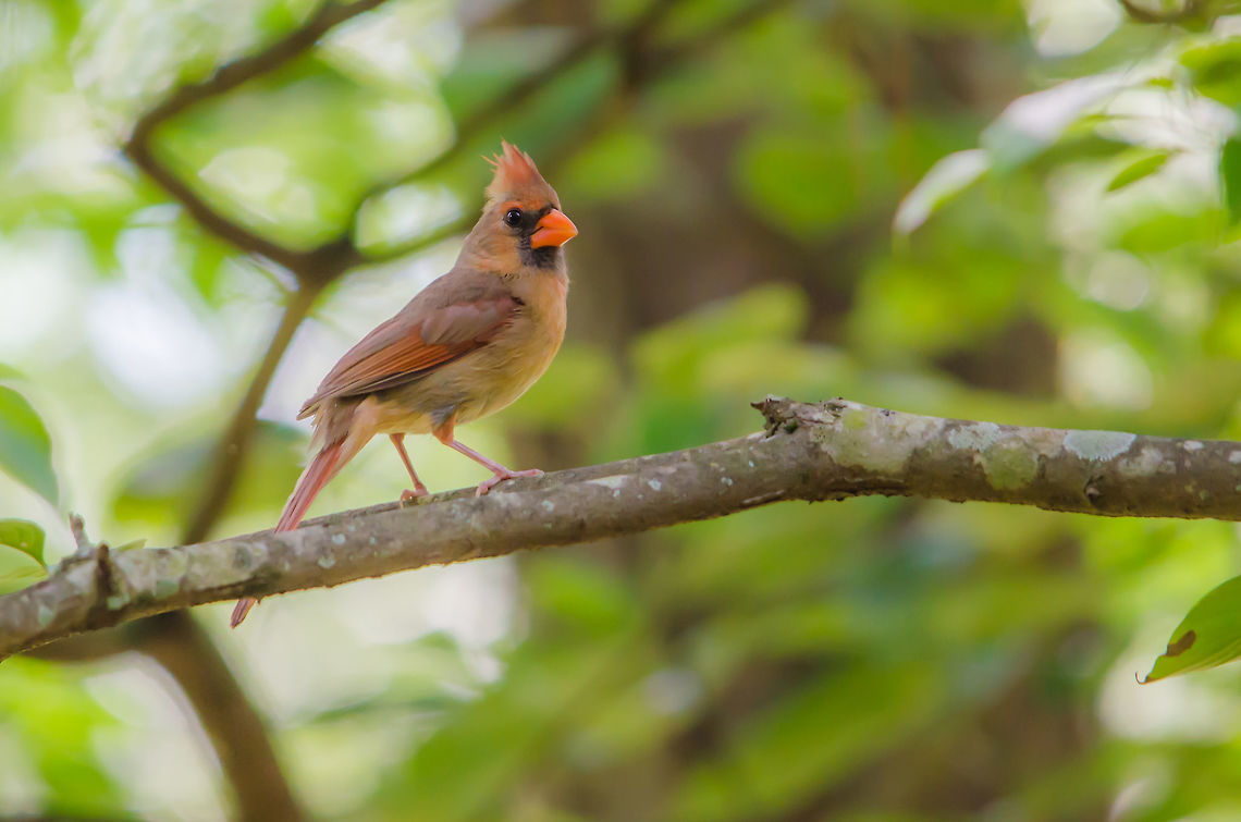 Female northern cardinal She&#039;s watching me closely- I moved my bench a little closer to the bird feeder and she was very skittish until I moved it back a bit. Shouldn&#039;t be a big deal as I am testing some crop sensor bodies for the extra reach. So far, I like it.  Cardinalis cardinalis,Geotagged,Northern Cardinal,Summer,United States
