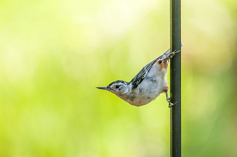A white-breasted nuthatch waits for his turn at the bird feeder These little guys rarely come to the feeder. Normally they are content to bang on trees like a woodpecker but they seem to like the new seed I put out. Geotagged,Sitta carolinensis,Summer,United States,White-breasted Nuthatch