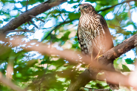 Cooper's Hawk in Stone Mountain Park This was the clearest shot I could get if this guy before he took off but it was a beautiful morning. Accipiter cooperii,Coopers Hawk,Geotagged,Summer,United States