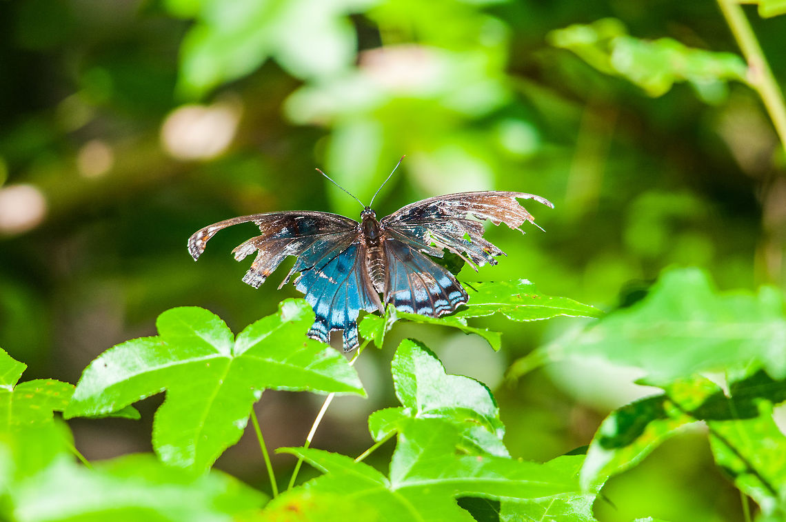 and you think you've had a bad day... This Red-Spotted Purple brush-foot was spotted in Stone Mountain Park. Although his wings are seriously damaged, he was still easily flying about Brush-footed butterfly. red-spotted purple,Geotagged,Limenitis arthemis,Summer,United States,White Admiral or Red-spotted Purple,butterfly