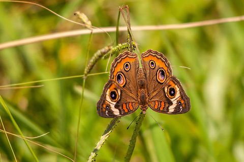 Common Buckeye. One of my favorite butterflies around the Atlanta area.  Common Buckeye,Geotagged,Junonia coenia,Summer,United States