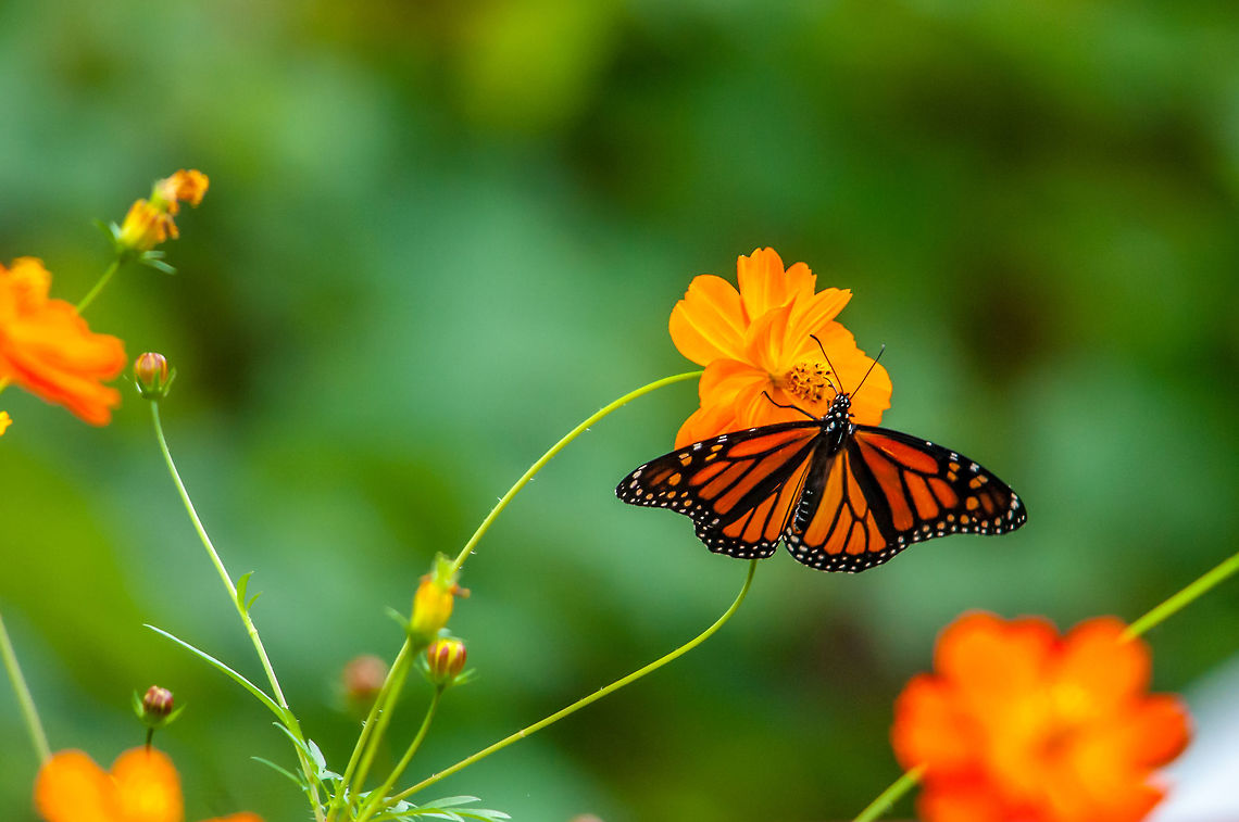 A monarch hangs out around some orange flowers. These guys were everywhere when I was up in Western New York earlier this month.  This one was kind enough to present me with a good pose. Danaus plexippus,Geotagged,Monarch,Monarch butterfly,Summer,United States,butterfly