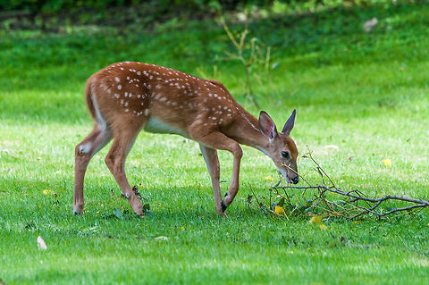 A white tailed fawn enjoys a tasty treat Some heavy winds earlier in the day brought down some small branches loaded with tasty green leaves and it brought in this little guy and his mom. Geotagged,Odocoileus virginianus,Summer,United States,White-tailed deer