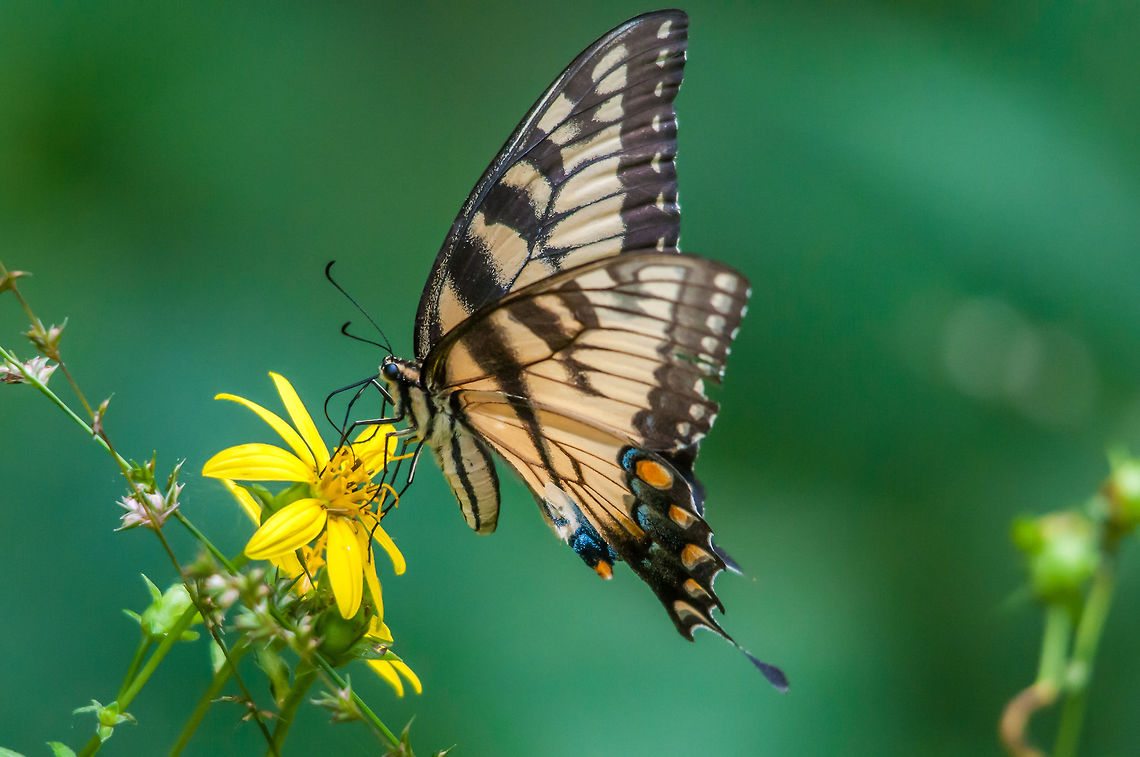 Georgia's State Butterfly An Eastern Tiger Swallowtail gives me a nice profile pose. Eastern Tiger Swallowtail,Geotagged,Papilio glaucus,Summer,United States,butterfly