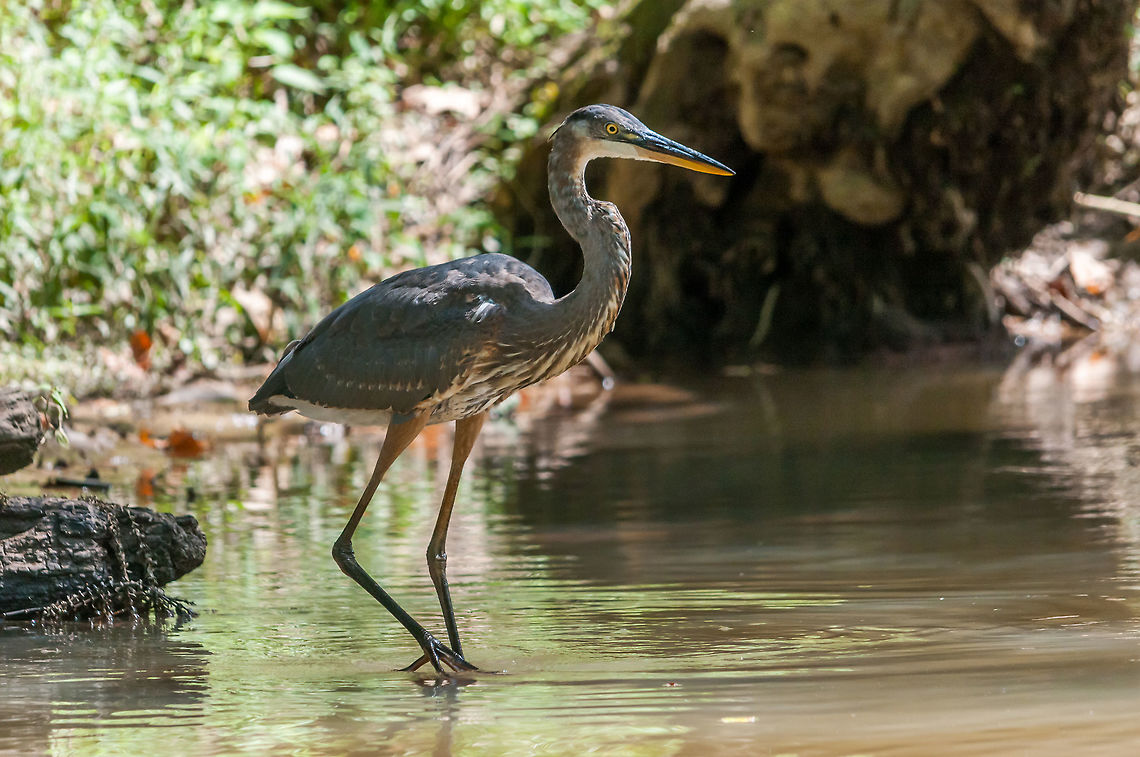 Great Blue Heron stalking some dinner on the Chattachoochee River This was taken at the NOC Chattahoochee Outpost - Powers Island just outside Atlanta, GA. This is one of the best birding areas in the Greater Atlanta area.  Ardea herodias,Geotagged,Great Blue Heron,Great blue heron,Summer,United States