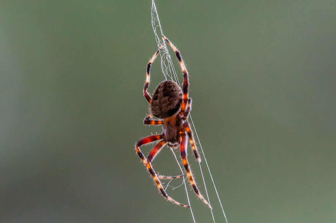 Big barn spider! I saw this big guy hanging in the middle of my yard. These are everywhere around here but this one is one of the biggest I&#039;ve ever seen (Easily an inch long body) Fall,Geotagged,Neoscona crucifera,United States,orb weaver,spider
