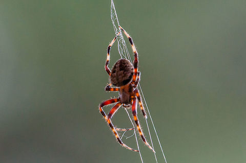 Big barn spider! I saw this big guy hanging in the middle of my yard. These are everywhere around here but this one is one of the biggest I've ever seen (Easily an inch long body) Fall,Geotagged,Neoscona crucifera,United States,orb weaver,spider
