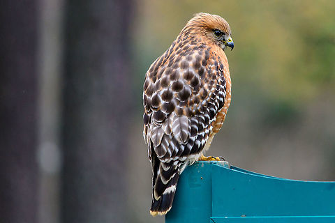 Red Shouldered Hawk At least I think it's a Red shouldered hawk.. I was in my front yard shooting some songbirds when they all vanished and this guy landed on my feeder.  I was able to follow it across the street where it landed on the sign for the elementary school and get some great shots of this handsome predator. Buteo lineatus,Fall,Geotagged,Red-shouldered Hawk,United States