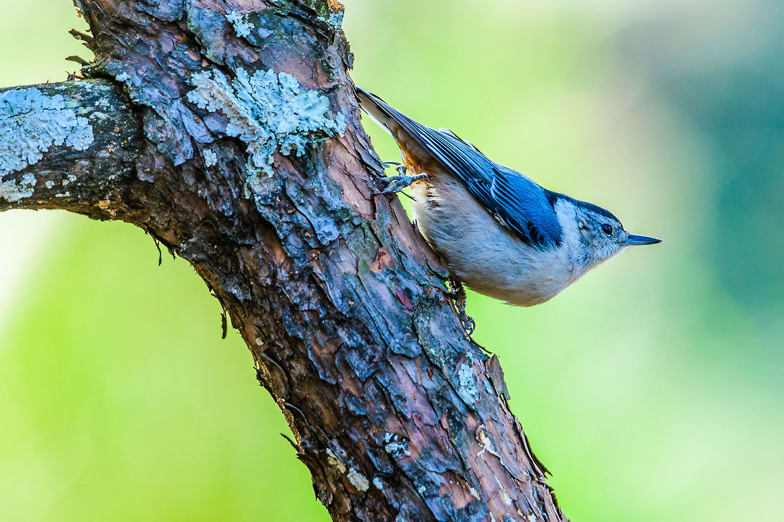 Waiting for breakfast on a cold afternoon It&#039;s a chilly day in Atlanta, so I didn&#039;t stay out long enough to get a lot of shots, but this guy came to my perch to check things out before going to the feeder. Geotagged,Sitta carolinensis,United States,White-breasted nuthatch,Winter