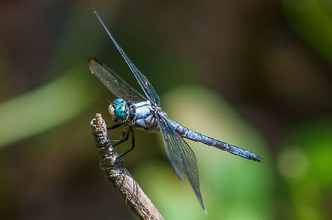 Blue Dasher These are lovely and everywhere around the greater Atlanta area wetlands. This one was kind enough to pose for a photo. Blue dasher,Geotagged,Pachydiplax longipennis,Summer,United States