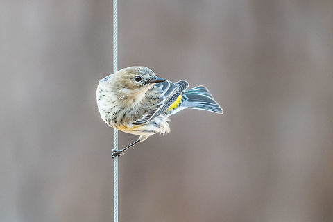 Getting the lay of the land A pine siskin scopes out the my feeders and the other birds from a nice vantage point on one of my feeder hangers, Geotagged,Pine siskin,Spinus pinus,United States,Winter